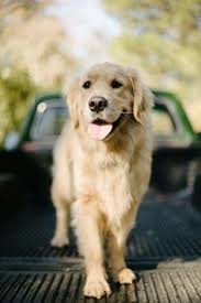 I Want A Yellow Lab I Will Name Her Lucy She Will Hike The Appalachian Trail With Me And It Will Be Perfect Golden Retriever Bebek Kopekler Retriever