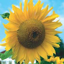 Bunga yang dihasilkannya juga lumayan besar berdiameter 30 cm. 7 Jenis Bunga Matahari Varietas Yang Unik Dan Berbeda Dari Biasanya