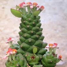 Image result for Monadenium
