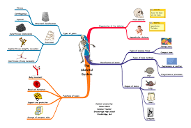 Breathe, blink, walk, grab, etc.) 3 groups of muscles: Life Science Mind Map The Skeletal System Skeletal System Skeletal System Unit Mind Map Examples