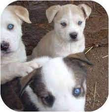 It is sometimes called a siberian retriever, huskador, and labsky. Santa Fe Nm Siberian Husky Meet Husky Mix Puppies A Pet For Adoption