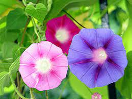 Morning Glory Creationwiki The Encyclopedia Of Creation Science
