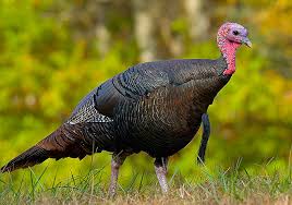We did not find results for: Turkey Bird Wikipedia