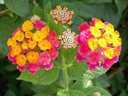 Lantana Lantana Red Flowers Flowers