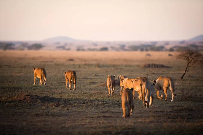 Tanzania southern circuit safari landscape