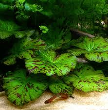 Image result for Nymphaea lotus