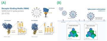 Biology | Free Full-Text | Targeting the RBD of Omicron Variant (B.1.1.529)  with Medicinal Phytocompounds to Abrogate the Binding of Spike Glycoprotein  with the hACE2 Using Computational Molecular Search and Simulation Approach