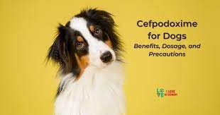We did not find results for: Cefpodoxime For Dogs I Love Veterinary