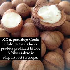 Image result for Coula edulis