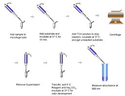 Fish oil & omegas (epa dha). Enzyme Reagents Protease Detection Kits Sigma Aldrich