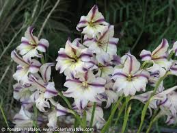 Gladiolus Carinatus Bulbous Plants Gladiolus Beautiful Flowers