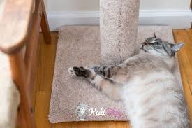 Kedi Tirmalama Tahtasi Nasil Alistirilir 10 Harika Yontem Kedi Blog