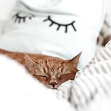 Passendere begriffe oder andere wörter für »im bett liegen«: Durfte Heute Jemand Von Euch Faul Im Bett Liegen Bleiben Wenn Nicht Bald Ist Ja Schon Wieder Wochenende Foto Little Emma Odernichtoderdoch K