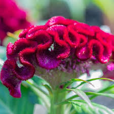Image result for Celosia argentea