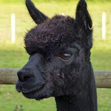 Holdem is a shinuchi of the beasts pirates, who resides in bakura town.2 due to his actions and role, he is a supporting antagonist in the wano country arc. Geronimo Minister Urged Not To Allow Healthy Alpaca S Death Bbc News