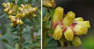 Image result for Penaeaceae