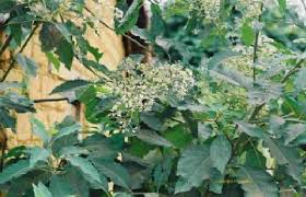 Image result for Vernonia amygdalina