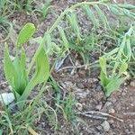 Image result for Dipcadi viride