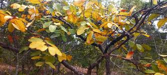 Image result for Lannea discolor