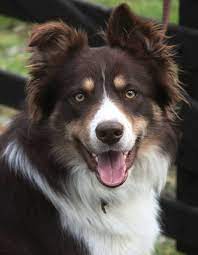 Border collie puppies (brighton) hide this posting restore restore this posting. Colorado Border Collie