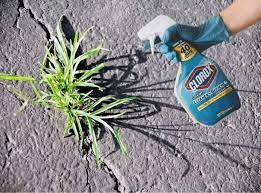 So did it kill your grass? Does Bleach Kill Weeds And Grass Here S How To Use It Gardenine