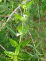 Image result for Hexasepalum sarmentosum