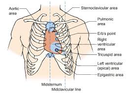 Assessment Of Cardiovascular Function Physical Assessment