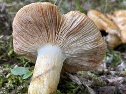 Image result for Lactarius mutabilis