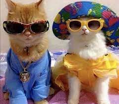 Pin On Catsluvus Text Gift To 82149 For A Free Night