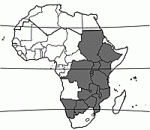 Image result for Allophylus abyssinicus