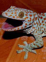 10 Gekko Gecko Ideas Gecko Lizard Reptiles