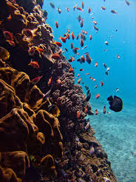 Top 10 Best Diving Sites In Indonesia Indonesia Travel Guide