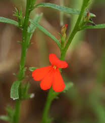 Image result for Striga asiatica