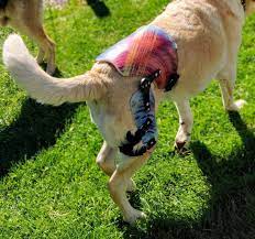 The hip hound brace can be used to support dogs suffering from: Custom Dog Hip Brace Animal Ortho Care