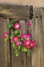 Fancies flowers and gifts did an outstanding job with my online order. Wild Roses Beautiful Flowers Flower Pictures Fancy Fence