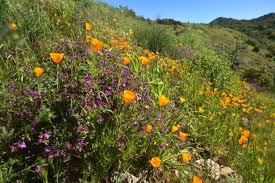 27600 bouquet canyon rd #120 santa clarita , ca 91350 flowerfinesse.com. Super Bloom 2019 Where To See The Wildflowers In La Ventura County