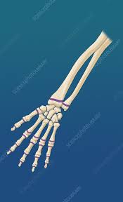 Image result for Hand Growth Plates