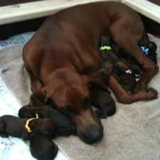 Maybe you would like to learn more about one of these? Redbone Coonhound Puppies For Sale In Cold Lake Alberta Your Pet For Sale