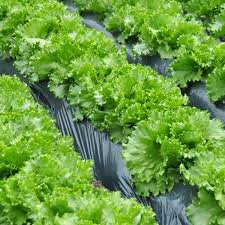 Image result for Lactuca ugandensis