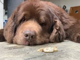 Anything (aside from dog food) that we would not eat, our dogs should not eat. How To Try And Stop Your Dog From Eating Rocks From Someone That Has A Dog That Used To Eats Rocks My Brown Newfies