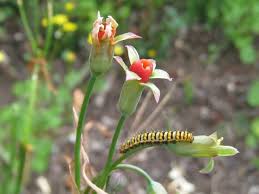Image result for Tulbaghia cameronii