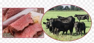 Rare breeds livestock of new zealand. Aberdeen Angus Cattle And Beef Black Angus Rund Clipart 5798821 Pikpng