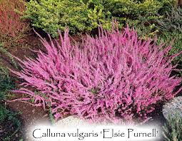Image result for Calluna vulgaris