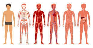 Human anatomy diagrams show internal organs, cells, systems, conditions, symptoms and sickness information and/or tips for healthy living. Google Maps For The Body Is In The Making
