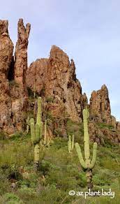 The saguaro cactus only lives in the sonoran desert of south east california, south of arizona, and the north west of mexico. How Long Does It Take For A Saguaro Cactus To Grow It S Arm Back