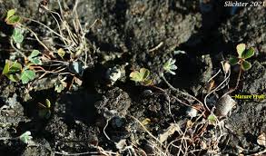 Image result for Marsilea vera