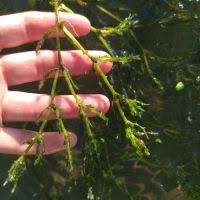 Image result for Najas horrida