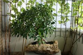 Ficus Auf Steinbecken Aus Indinesien Fischers Lagerhaus Fischers Lagerhaus Ficus Garten