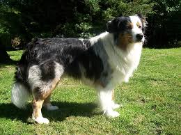 Australian shepherd black and white. Hd Wallpaper Adult White Black And Tan Australian Shepherd Dog Grass Spotted Wallpaper Flare