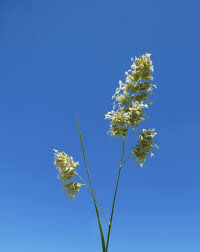 Image result for Dactylis